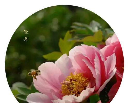 三色巴黎花语具体包含哪些内容？
