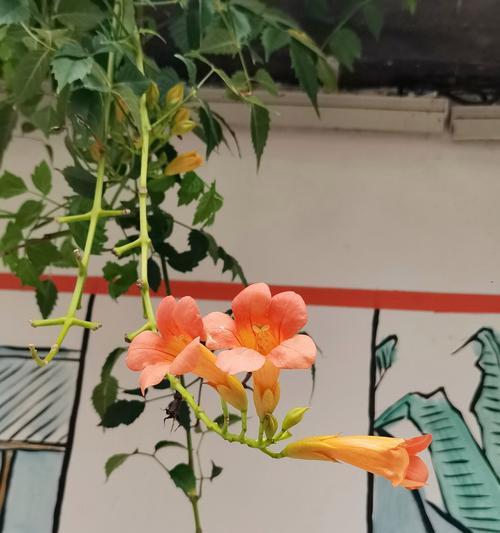 凌霄花有哪些颜色？每种颜色的花语和寓意是什么？