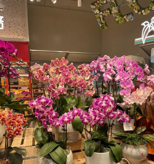 马尼拉礼盒的花语是什么？适合哪种场合？