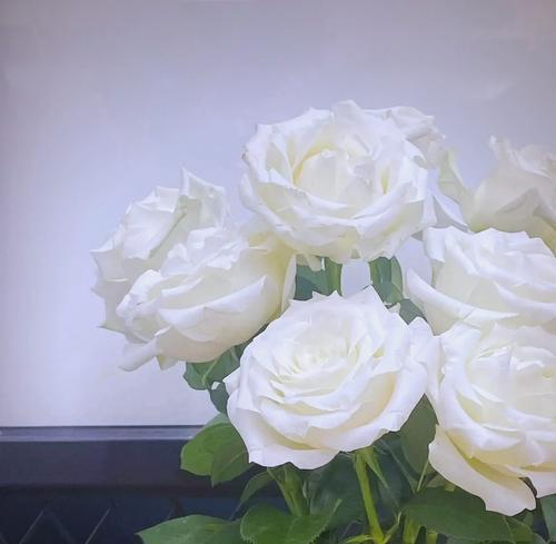 纯白花象征着什么？