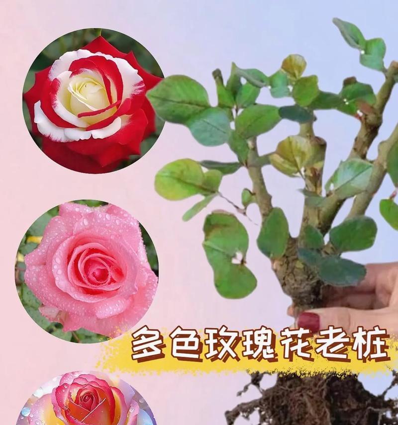 给女朋友挑玫瑰花代表什么？不同数量的玫瑰有何不同含义？