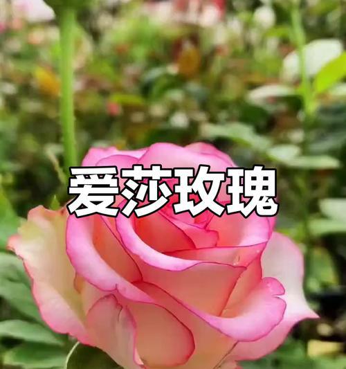 甜蜜艾莎玫瑰的花语和寓意是什么？它代表了什么情感？