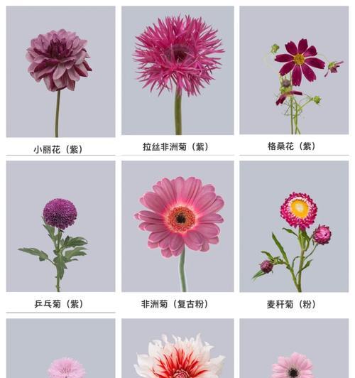 跳蓝菊的花语有哪些特别之处？