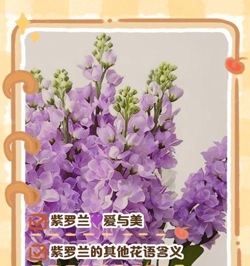 紫罗兰的神圣花语具体是什么？