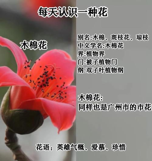 林花语乔雪的含义是什么？