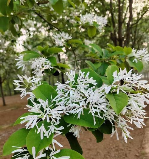 林花语乔雪的含义是什么？