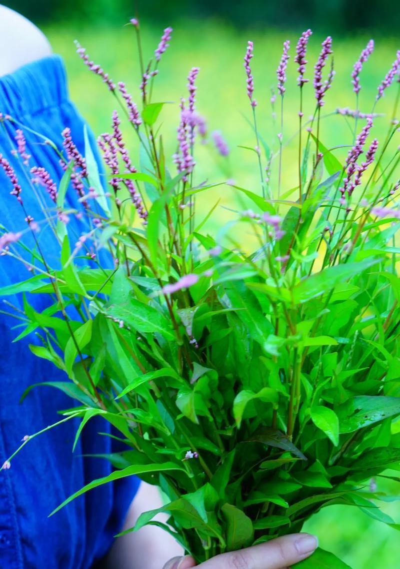 小竹花的花语代表了哪些意义？
