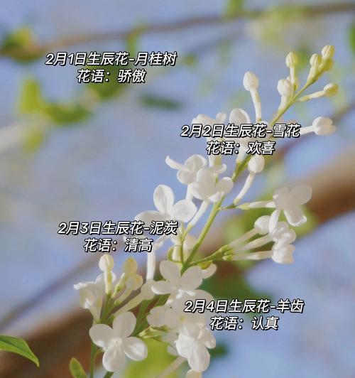 哪种花的花语最适合过生日时使用？