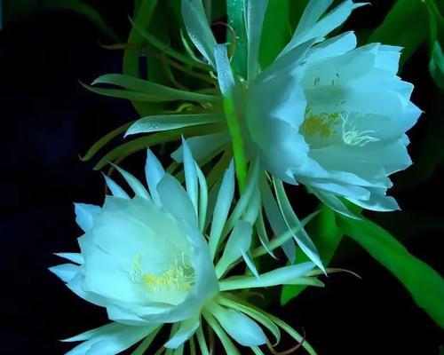 从春夏开到秋冬的花语有何含义？