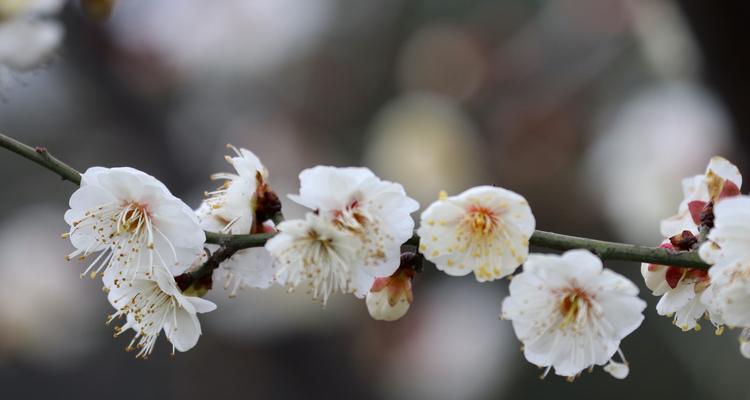 白梅花语的起源是什么？白梅花语背后的故事有哪些？