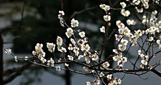 白梅花语的起源是什么？白梅花语背后的故事有哪些？