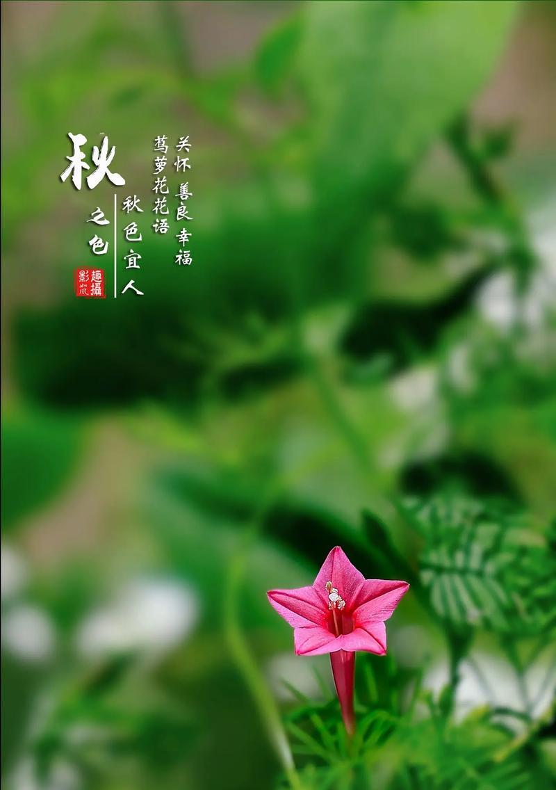 什么仙的花语？哪种花的花语最神秘？