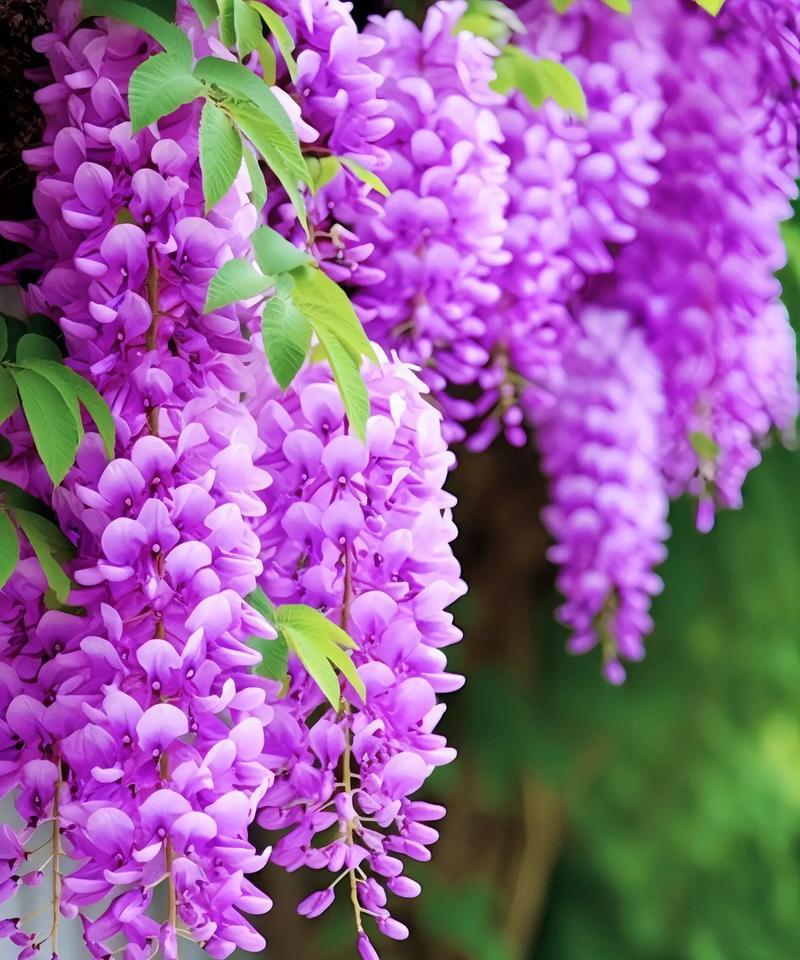 什么仙的花语？哪种花的花语最神秘？