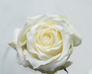 白色玫瑰花在花瓶中的寓意是什么？