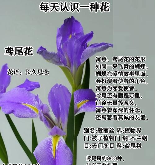 什么花语包含爱？哪种花代表爱情？