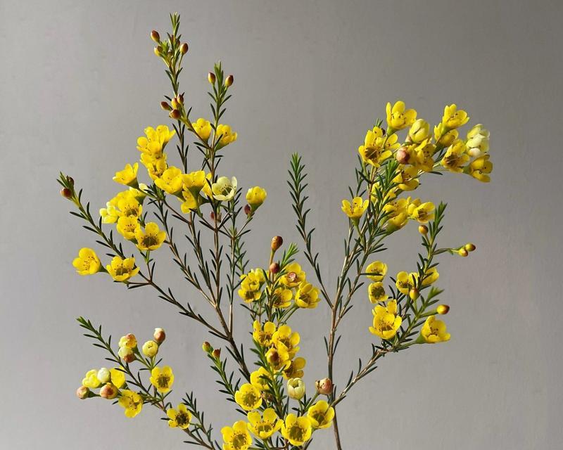 腊梅五支的花语是什么？腊梅的养护方法是什么？