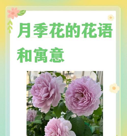 女儿送的花语有何特别含义？女儿的花语代表什么？
