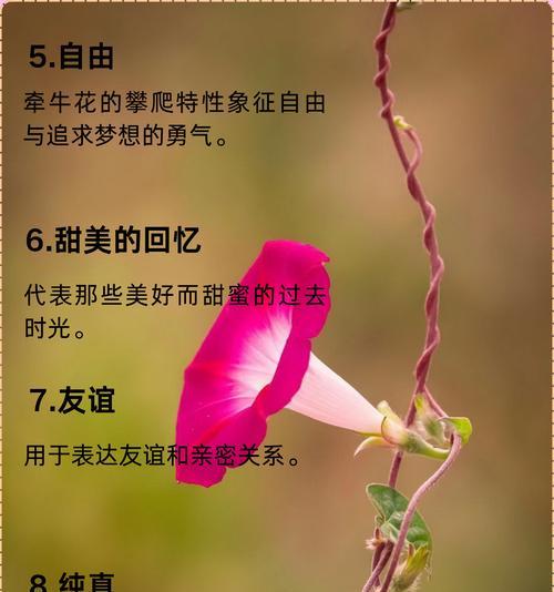 哪种花象征着努力和坚持？