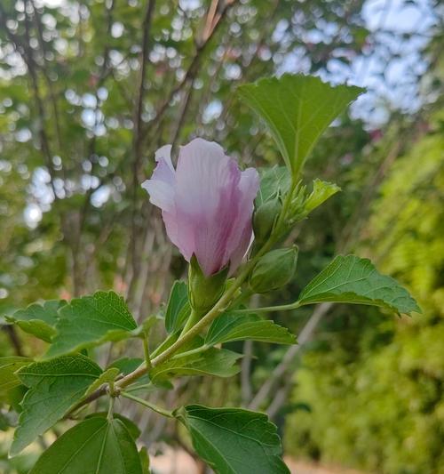 哪种花象征着努力和坚持？