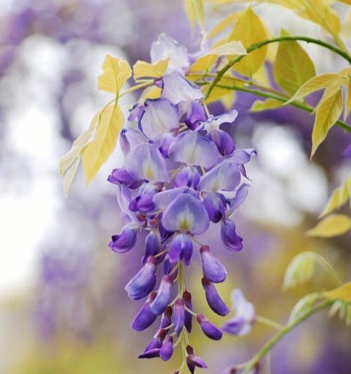 紫藤花的花语是什么？它代表了什么？
