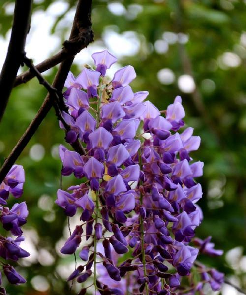 紫藤花的花语是什么？它代表了什么？