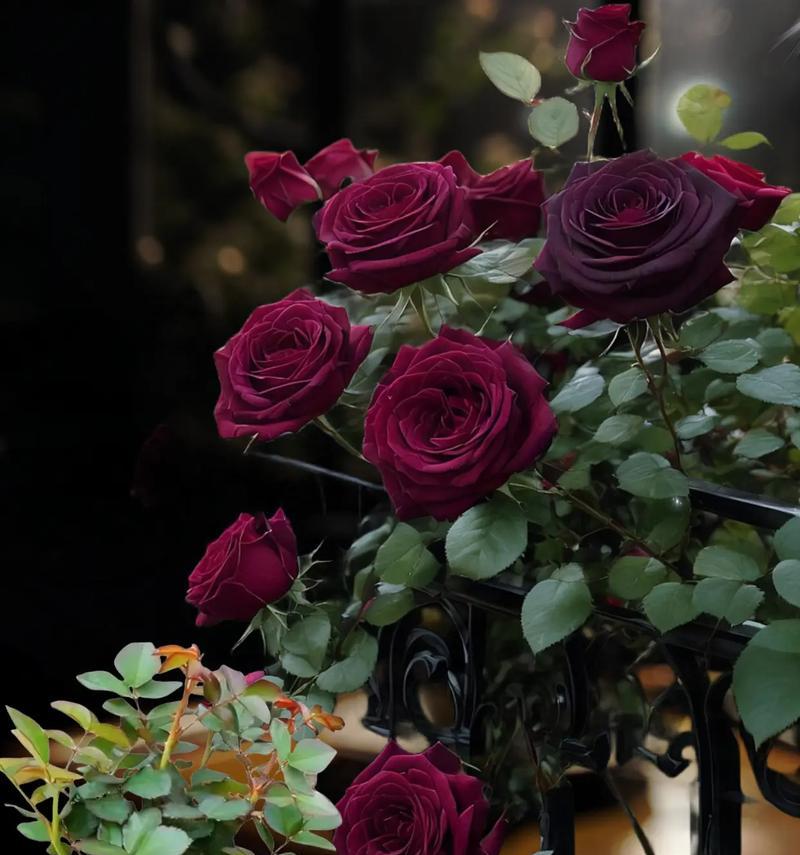 火焰玫瑰花鲜花的花语是什么？它代表了哪些情感？