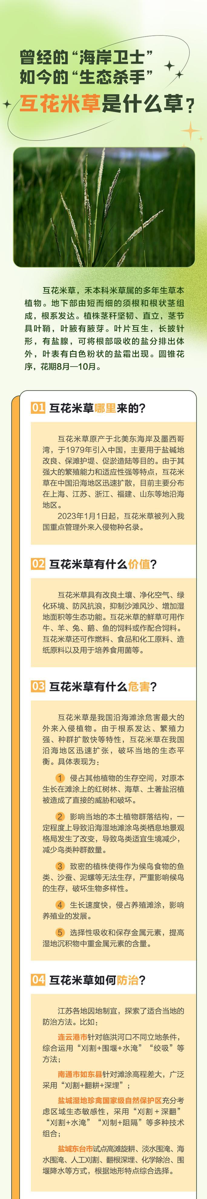 小米花的花语代表了什么含义？
