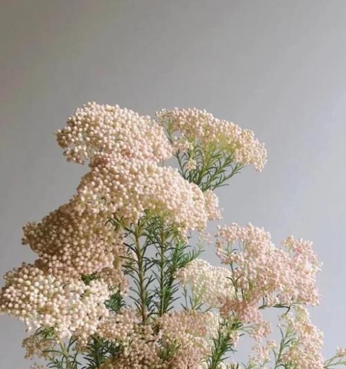 小米花的花语代表了什么含义？