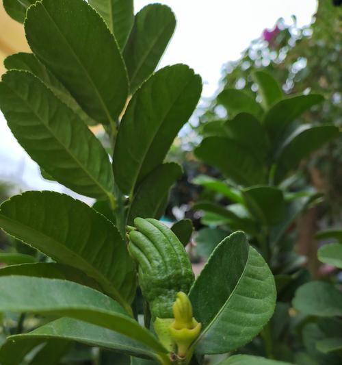 什么花是祝平安的花语和寓意？哪种花象征着平安与祝福？