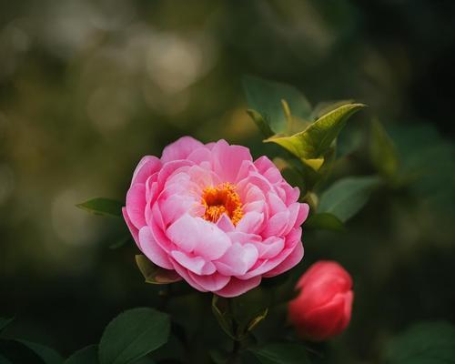 什么花是祝平安的花语和寓意？哪种花象征着平安与祝福？