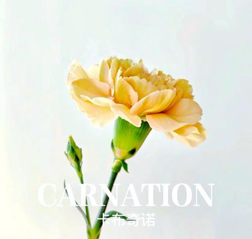 花语中通常使用哪些符号？