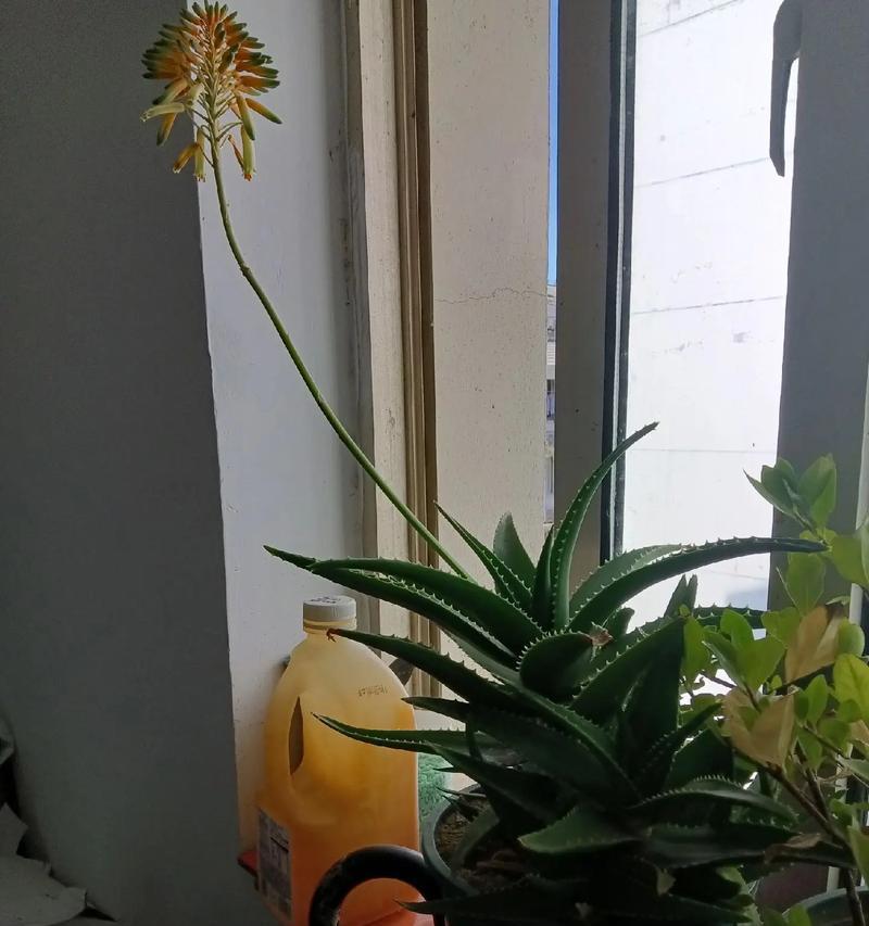 适合赠自己的花语是什么？哪种花适合表达自爱和自我鼓励？