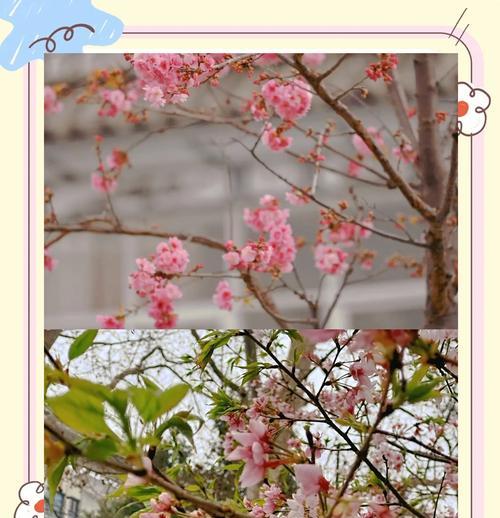 小荆棘的花语有哪些含义？它在自然界中象征着什么？