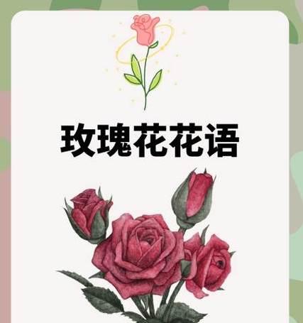 花语与花的种类有何不同？