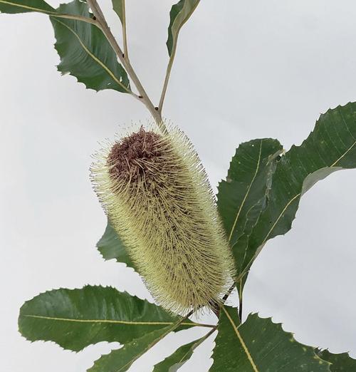 新奇的花语有哪些？