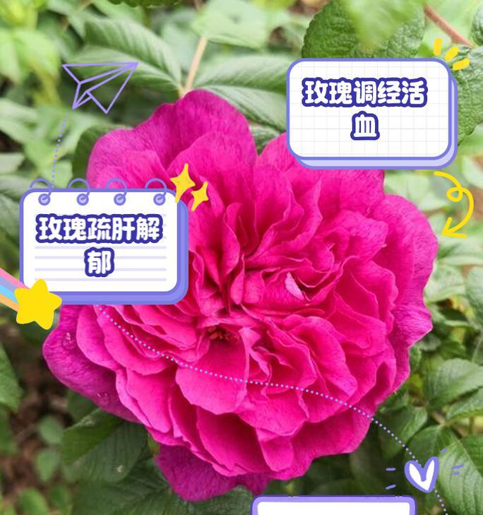 复古红玫瑰的花语有何特别之处？