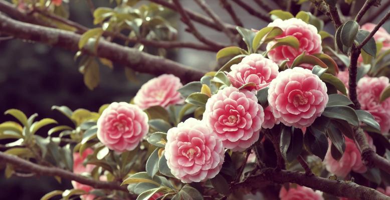 山茶花的花语能被什么花代替？哪种花有相似的寓意？