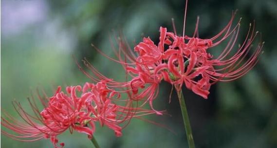 倒三轮花的花语有何含义？这种花语代表什么？