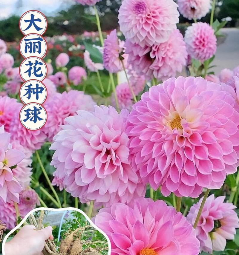 哪种花语能代表治愈疾病的愿望？