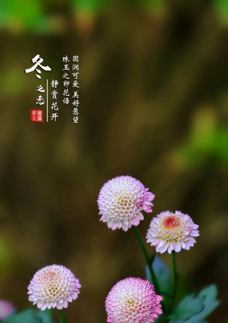 哪种花语能代表治愈疾病的愿望？