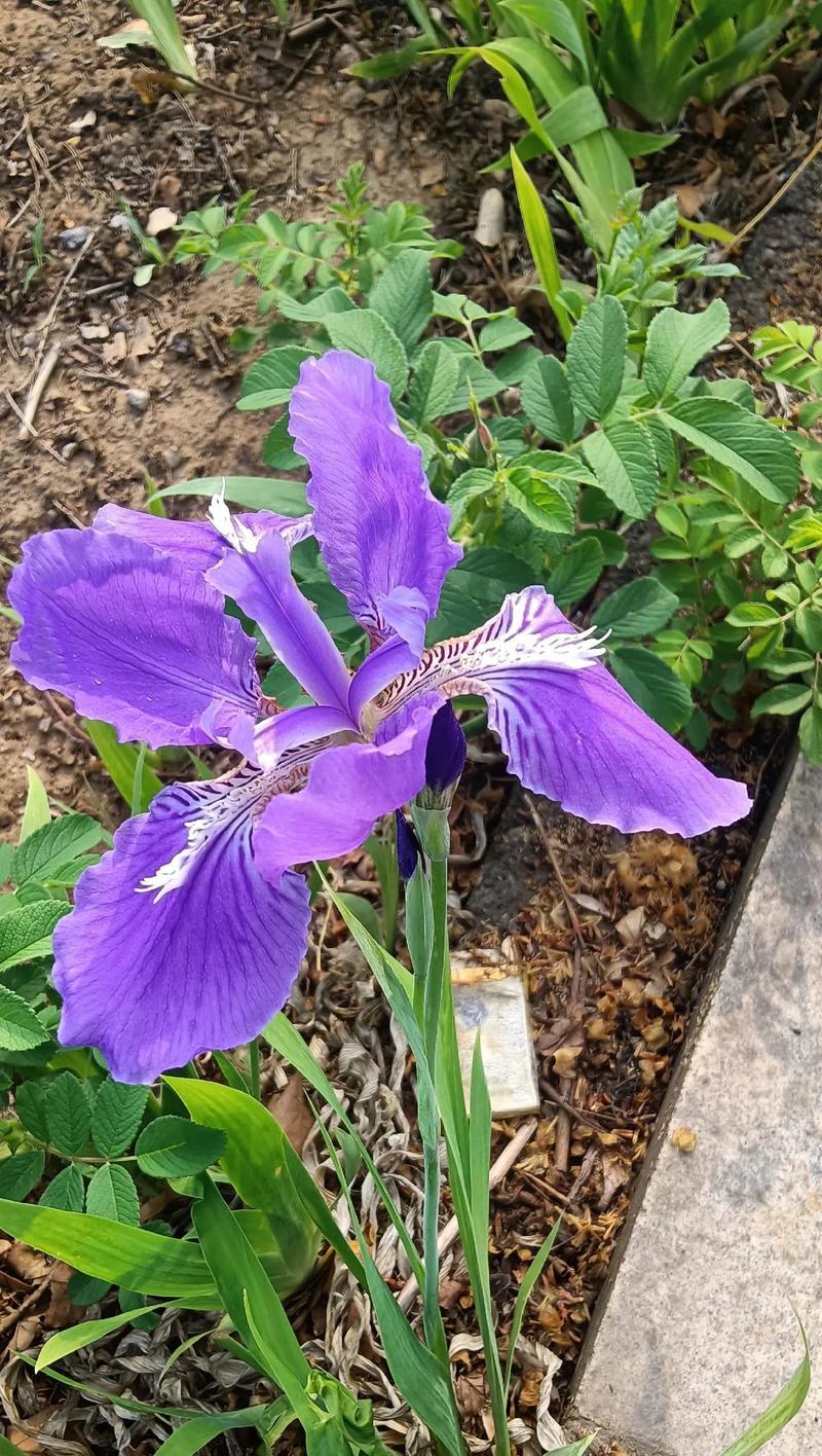 哪种花语能代表治愈疾病的愿望？