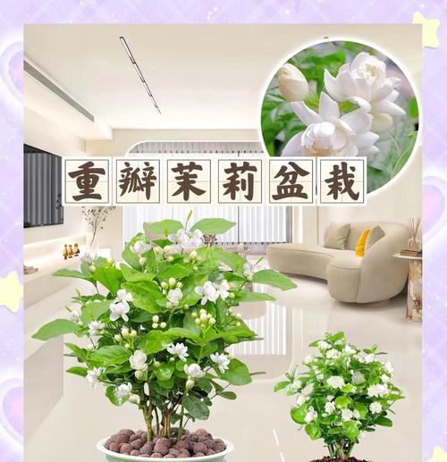 茉莉花语在爱情中代表什么？送给男朋友有何含义？