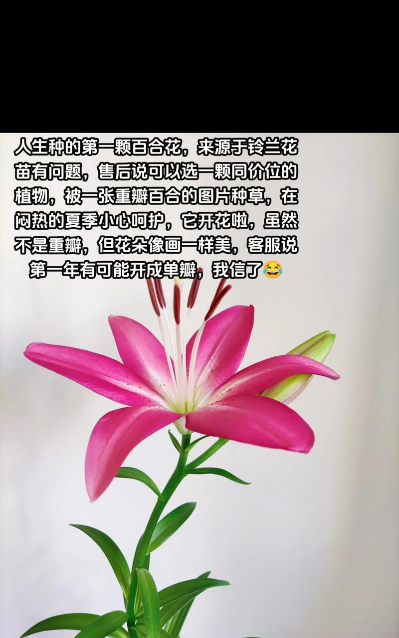 哪种花象征着一生的承诺？