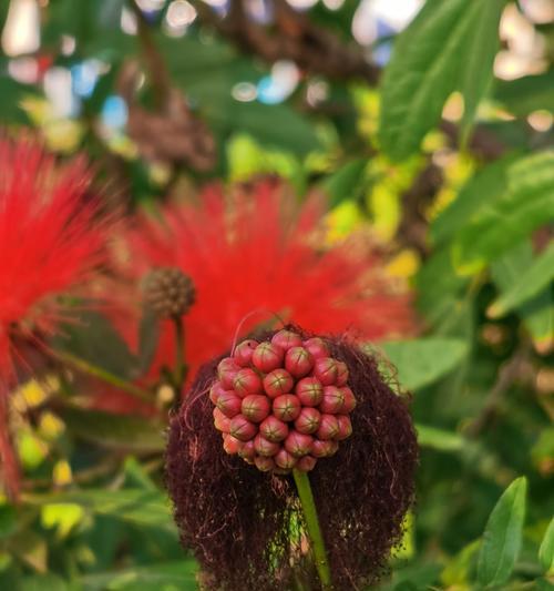红绒花的花语是什么？为什么它被认为好看？