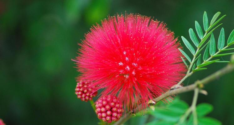 红绒花的花语是什么？为什么它被认为好看？