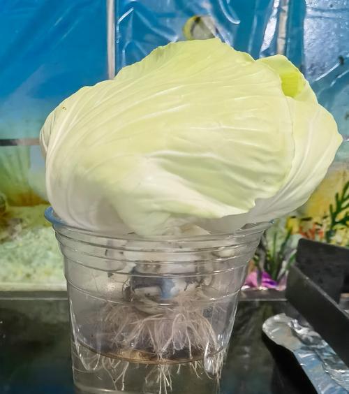紫生菜的花语有何特别之处？