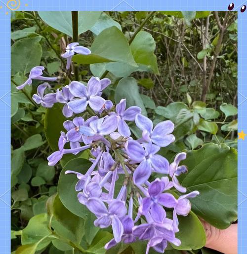 寻找贵气植物的花语是什么？哪些植物象征着富贵？