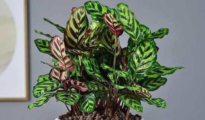 寻找贵气植物的花语是什么？哪些植物象征着富贵？