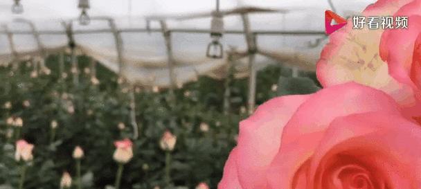 表情包中的玫瑰花有何寓意？