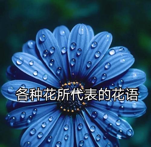 花与花的搭配，花语有何深意？